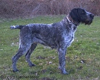 Ondra vom Liether-Moor | German Wirehaired Pointer 