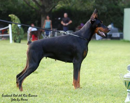 Eva Red del Rio Bianco | Black Doberman Pinscher