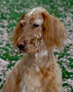 Set'R Ridge Arden's Spice Girl | English Setter 