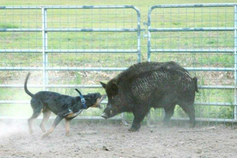 J Cross' On Target | Catahoula Leopard Dog 