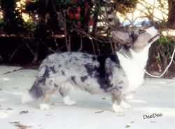 Cornerstone's Double Diamond ROMs | Cardigan Welsh Corgi 