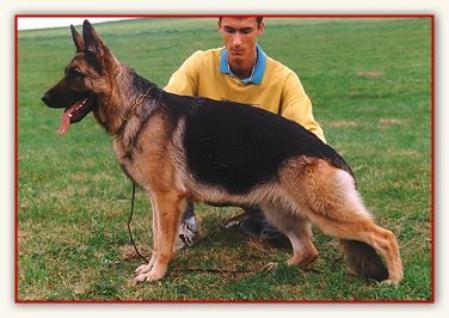 Quana von der Rheinhöhe | German Shepherd Dog 