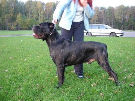 Yantorino Bagetti | Cane Corso 