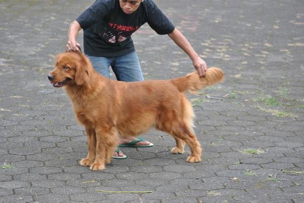 Albatross Xsitic Appeal | Golden Retriever 