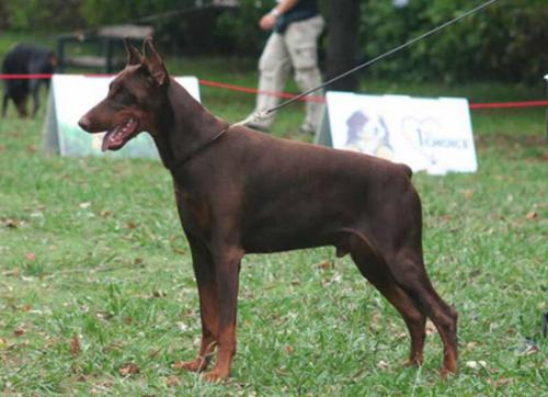 Elan de Pertierra | Brown Doberman Pinscher