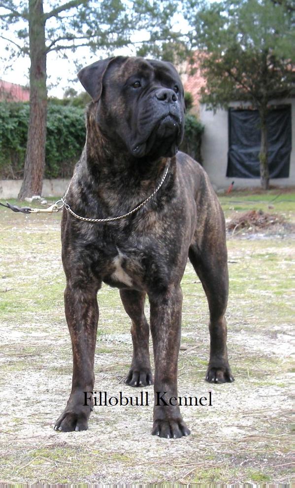 Evenstar Ambassador at Fillobull | Bullmastiff 