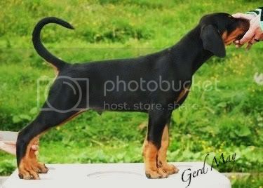 Arakia's Pavlov | Black Doberman Pinscher