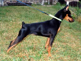 Malagris DUSHA DEVITSA | Miniature Pinscher 