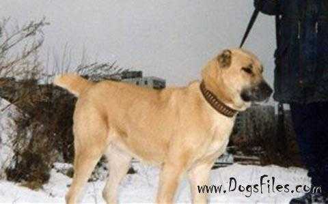 It-Gul'shat | Central Asian Shepherd Dog 