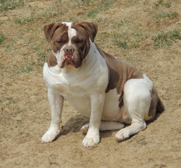 Lockdown Bullz' Mocha | Olde English Bulldogge 