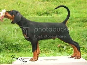 Arakia's Piaget | Black Doberman Pinscher