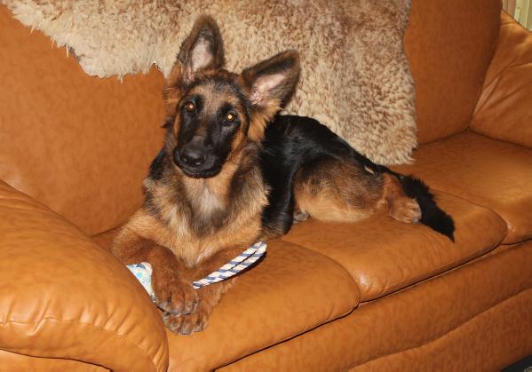 Fiery Wind Darling | German Shepherd Dog 