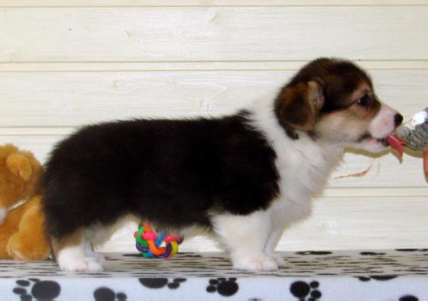 Hailait's Haylender | Pembroke Welsh Corgi 