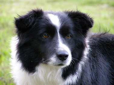 Eyes Of The World Dorado | Border Collie 