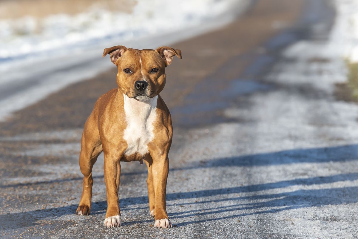 Little Frogs Hula Pinot | Staffordshire Bull Terrier 