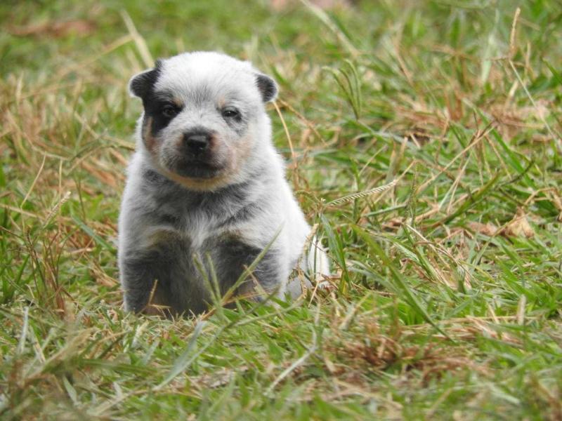 SIMBA OF HEELER'S SELIVON | Australian Cattle Dog 