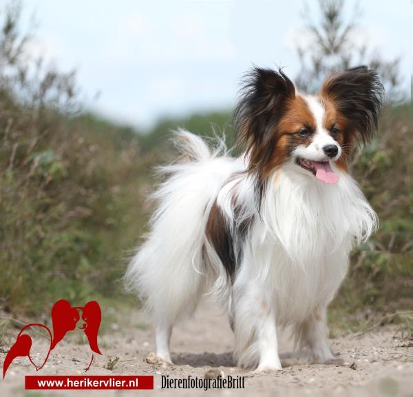 Xanthos de la maille Dunes | Papillon 