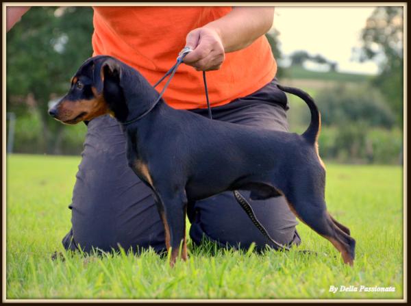 Impact des pinscheboules | Miniature Pinscher 