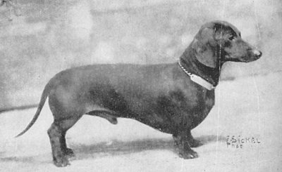 Lustig | Dachshund 
