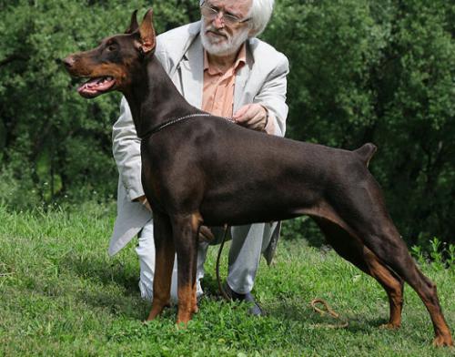 Shtuchka Esche Ta iz Zoosfery | Brown Doberman Pinscher