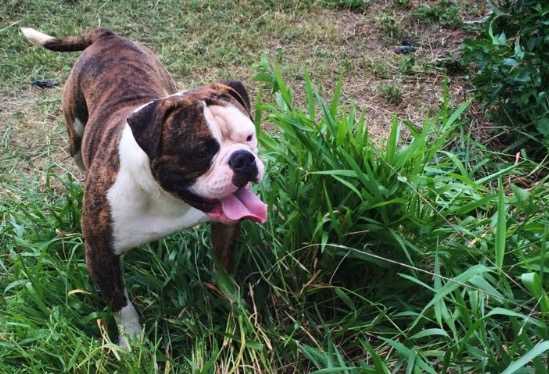KIGHTS HARD HITTING SMOKING GUNZ | American Bulldog 
