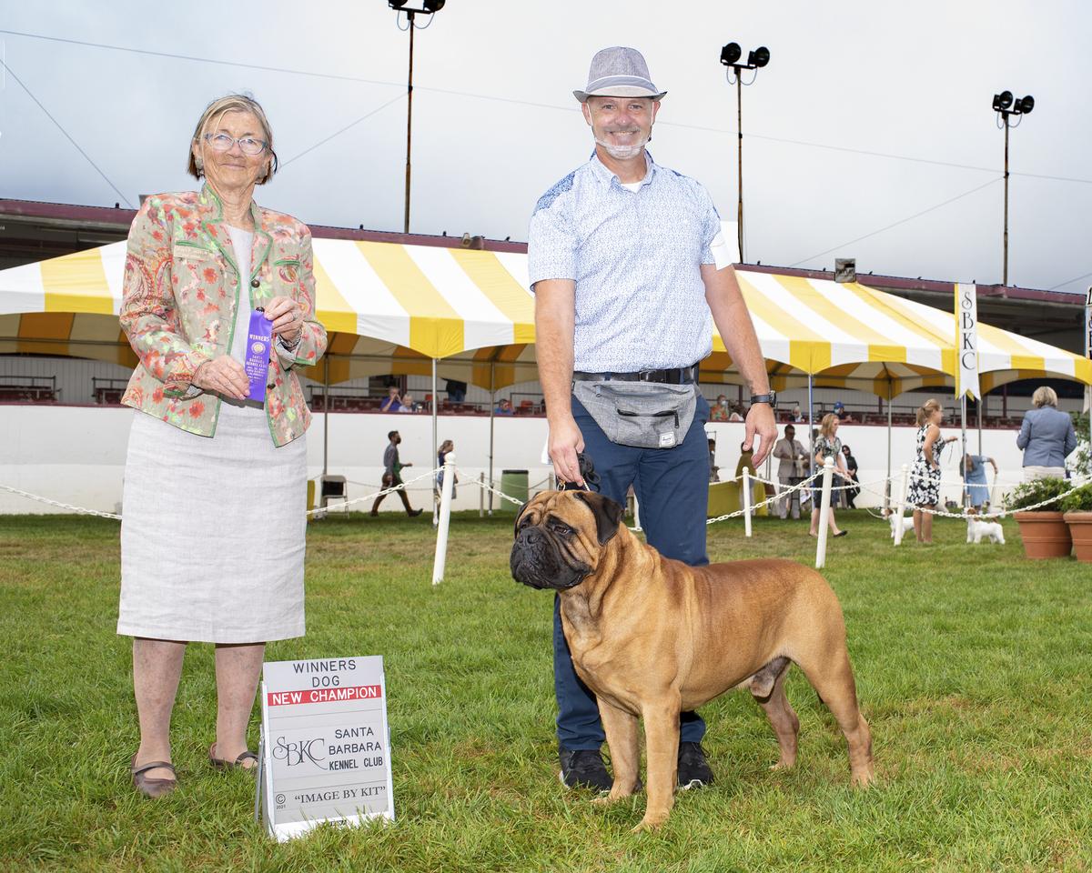 Bullstock's King Crimson | Bullmastiff 