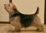 Lamonterra Gallardo Nera | Norfolk Terrier 