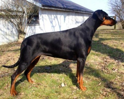 Ascomannis Palla | Black Doberman Pinscher