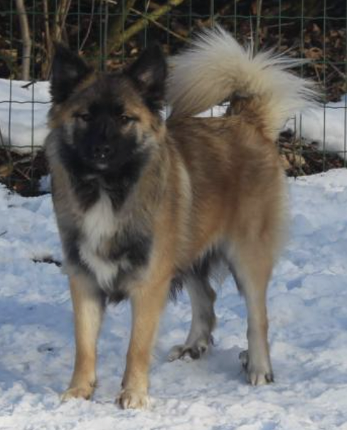 Mani de la Vallee de l'Or Bleu | Icelandic Sheepdog 