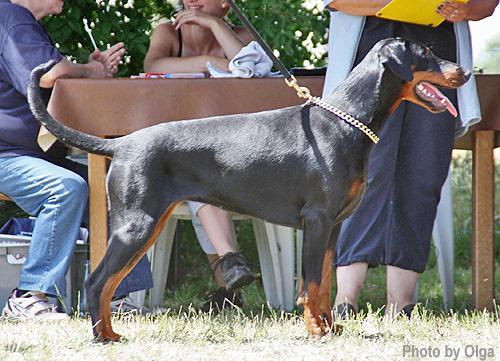 Ascomannis Pira | Black Doberman Pinscher