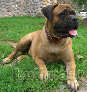 Bull Strong Uslada Laion | Bullmastiff 