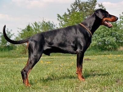 Ascomannis Poker | Black Doberman Pinscher