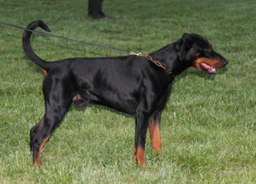 Ascomannis Puma | Black Doberman Pinscher