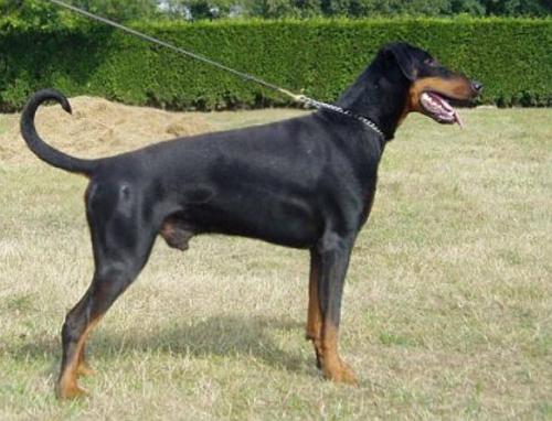 Ascomannis Qastor | Black Doberman Pinscher