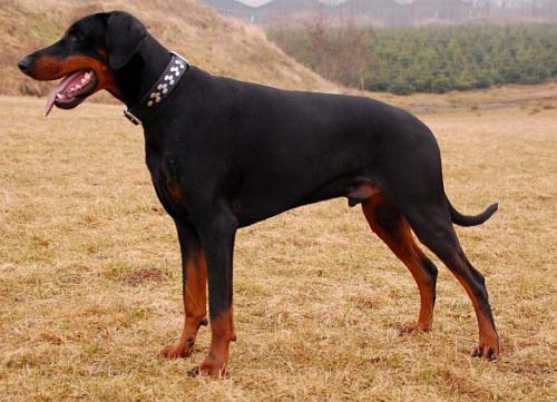 Black Ballerina Cody | Black Doberman Pinscher