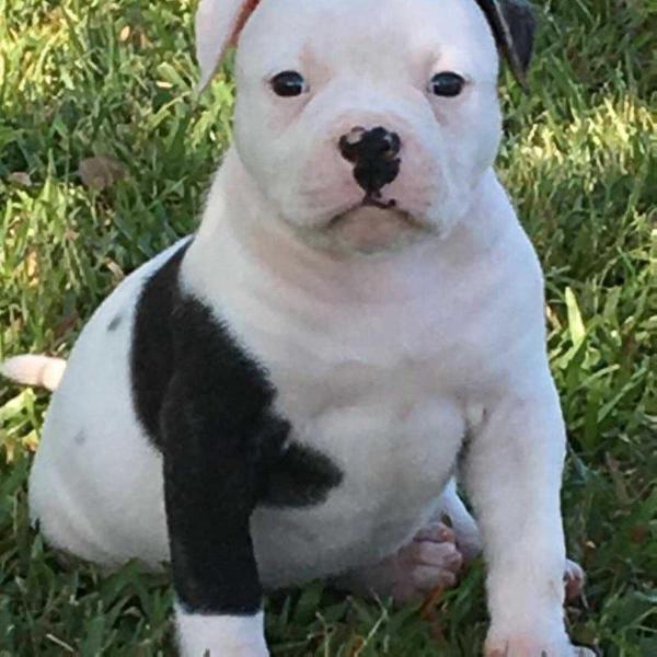 WINSTON'S BAD BOY KING TITUS | American Bulldog 