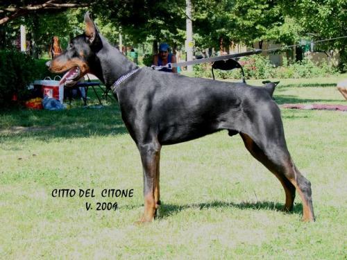 Cabir Citto del Citone | Black Doberman Pinscher