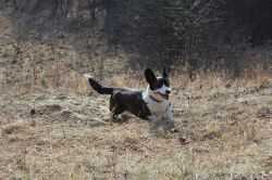 CUDKA Virgo Vestalis | Cardigan Welsh Corgi 