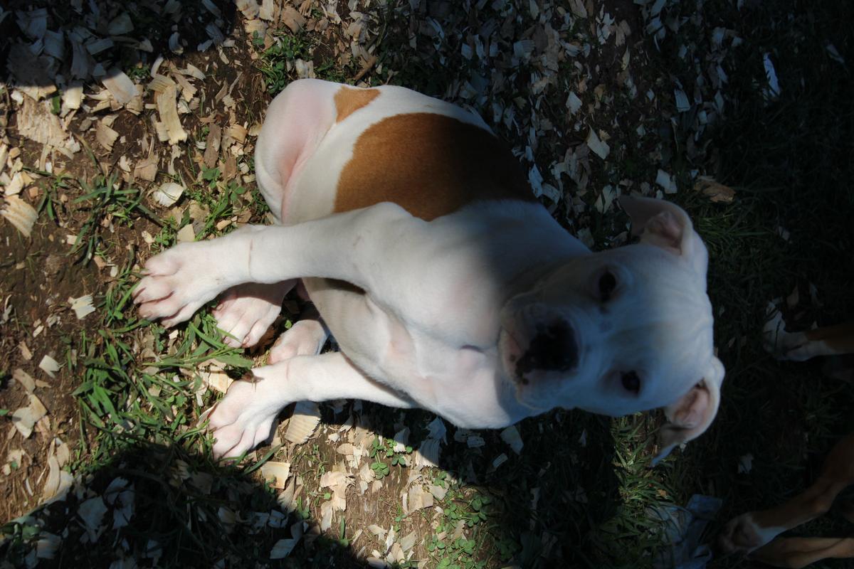 Marchs Beefy | American Bulldog 