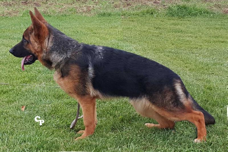 Leska Galateus | German Shepherd Dog 