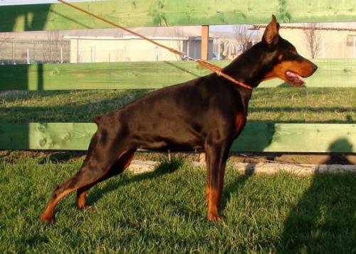 Rellaps Cinderella | Black Doberman Pinscher