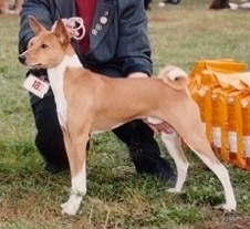 Sternhimmels Gerd Gepard | Basenji 