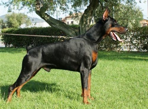 Hero di Casa Fox | Black Doberman Pinscher