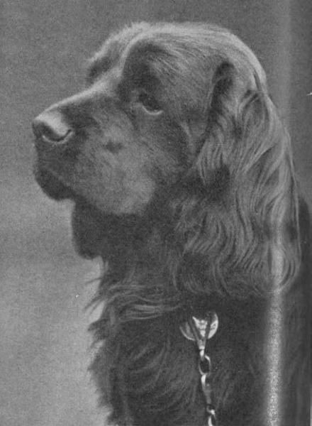 The Sagamore of Fourclovers | Sussex Spaniel 