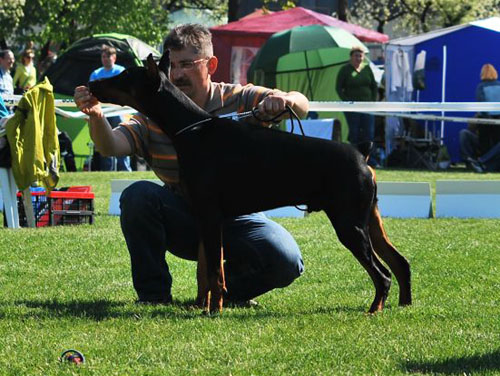 Gursel Gon Perla Brzeszcz | Black Doberman Pinscher