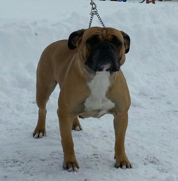 Tenacious B Kennel's Willow | Olde English Bulldogge 