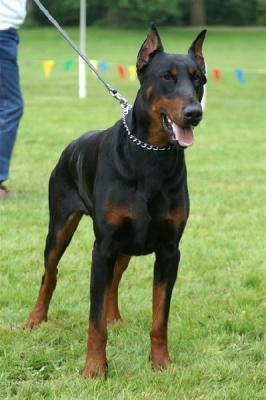 Uran Boy du Manoir de Rouge Camp | Black Doberman Pinscher