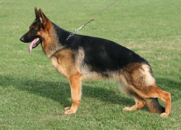 Gullia du Clos de Patmisand | German Shepherd Dog 