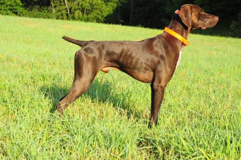 Vernon's Top Gun | German Shorthaired Pointer 