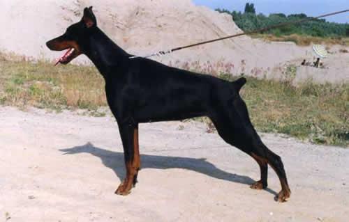 Dacotta Flashived | Black Doberman Pinscher